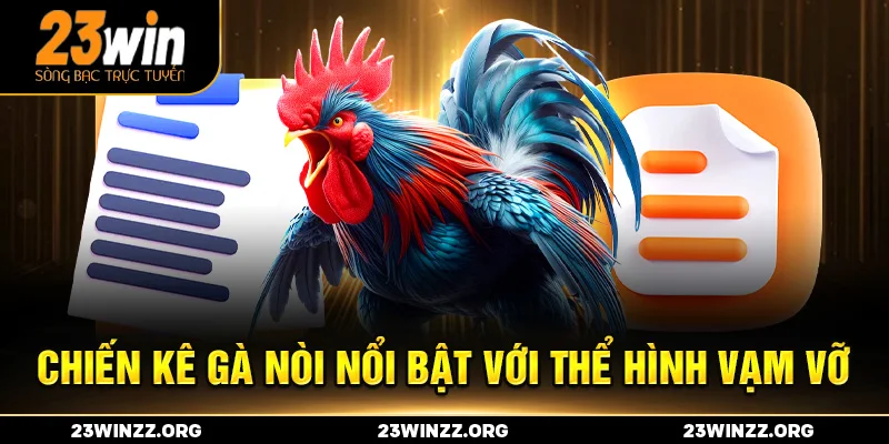 Chiến kê gà nòi nổi bật với thể hình vạm vỡ