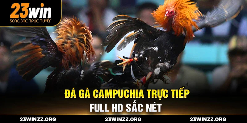 Đá gà Campuchia trực tiếp Full HD sắc nét.