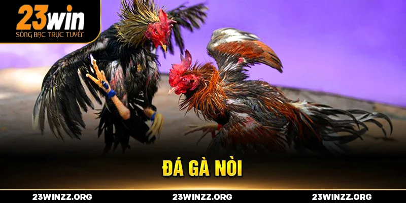 đá gà nòi tại nhà cái 23win