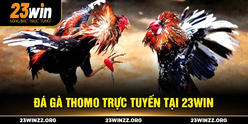 đá gà thomo trực tuyến tại 23win