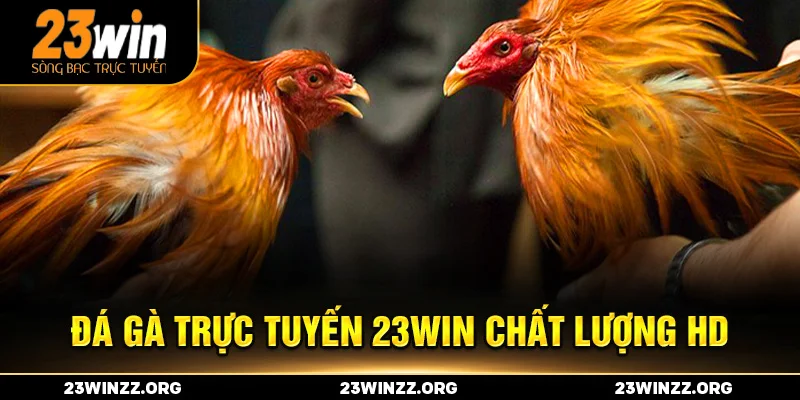 đá gà trực tuyến 23WIN chất lượng HD