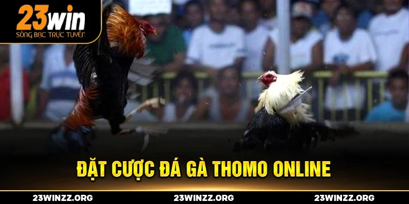 Đặt cược đá gà Thomo online