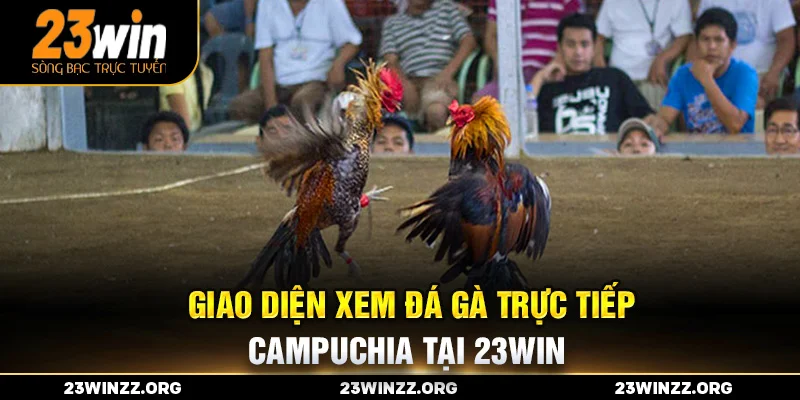 Giao diện xem đá gà trực tiếp Campuchia tại 23win