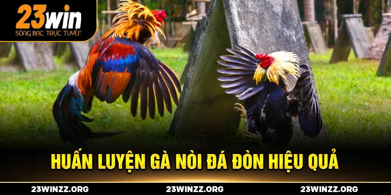 Huấn luyện gà nòi đá đòn hiệu quả