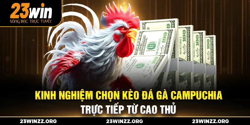 Kinh nghiệm chọn kèo đá gà Campuchia trực tiếp từ cao thủ