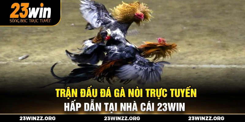 Trận đấu đá gà nòi trực tuyến hấp dẫn tại nhà cái 23win